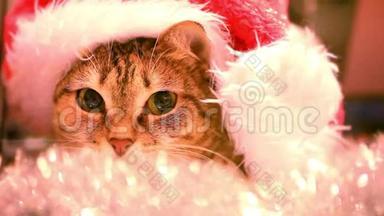 猫作为圣诞老人在帽子和圣诞罐。 高清高清