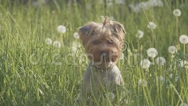 狗约克郡猎犬在草地上散步，嗅着蒲公英的慢动作<strong>视频</strong>。 <strong>生活</strong>方式慢<strong>视频</strong>狗
