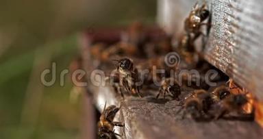 欧洲蜂蜜<strong>蜜蜂</strong>，<strong>蜜蜂</strong>，<strong>蜜蜂</strong>站在蜂巢入口，昆虫在飞行，返回靴子，<strong>蜜蜂</strong>在蜂巢