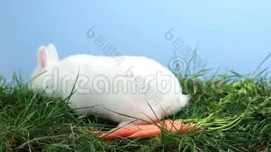 小白兔用胡萝卜在草地上嗅了嗅