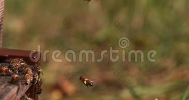 欧洲蜂蜜蜜蜂，蜜蜂，蜜蜂站在蜂巢入口，昆虫在飞行，返回靴子，蜜蜂在蜂巢