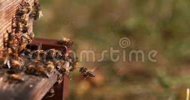 欧洲蜂蜜蜜蜂，蜜蜂，蜜蜂站在蜂巢入口，昆虫在飞行，返回靴子，蜜蜂在蜂巢