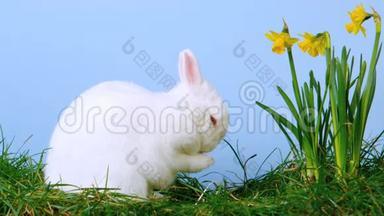 可爱的白兔在水仙花旁边挠鼻子