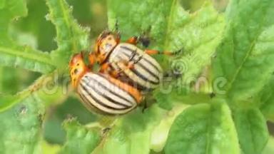 科罗拉多甲虫坐在土豆的叶子上