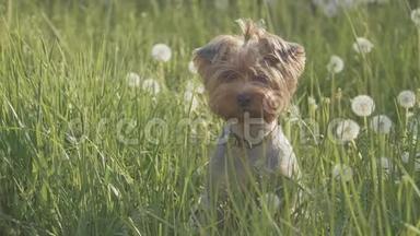狗约克郡猎犬在草地上散步，嗅着蒲公英的慢动作<strong>视频生活</strong>方式。 慢速<strong>视频</strong>狗