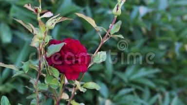 红玫瑰在花园里盛开