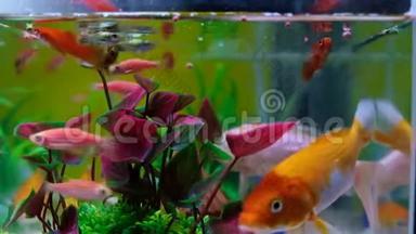 鱼缸或水族馆里的小鱼，金色的鱼，小狗和红色的鱼，有绿色植物的花式鲤鱼，水下的。 4K，超高清