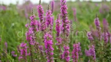 野花，春天的草地上有花。 <strong>紫色花朵</strong>的乌克兰草原