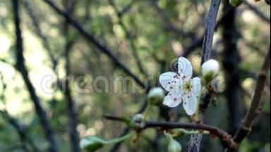 娇嫩的春花，野樱桃枝上的一棵樱桃.. 日本樱花的樱花。