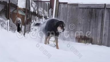 在一个冬天的季节，狗狗在狗舍附近的链子上。 慢动作