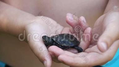 男孩手掌心里拿着一只小乌龟，吱吱作响。 慢动作