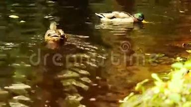 一群鸭子在森林湖上游泳