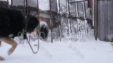 在一个冬天的季节，<strong>狗狗</strong>在<strong>狗舍</strong>附近的链子上。 慢动作