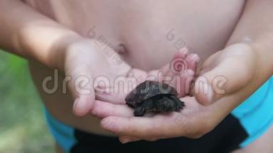 男孩手掌心里拿着一只小乌龟，吱吱作响。 慢动作