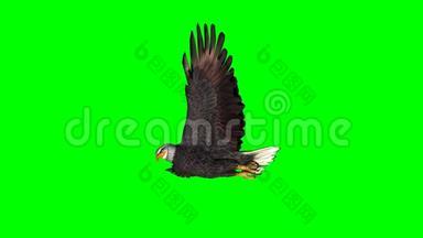 鹰在滑翔2-绿色屏幕