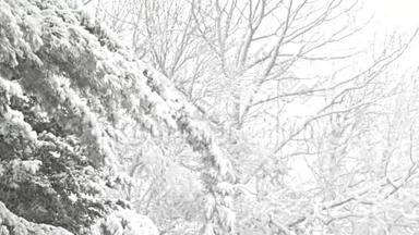 树木在暴风雪中摇曳