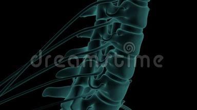 颈<strong>椎间盘</strong>突出压迫神经根的解剖精确三维x线动画