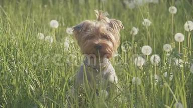 狗约克郡小狗在草地上散步嗅蒲公英慢动作视频。慢动作生活方式视频狗