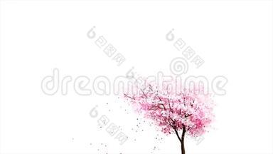 美丽的粉红色日本<strong>樱花樱花樱花</strong>树盛开，花瓣落在白色的<strong>背景</strong>，无缝的环