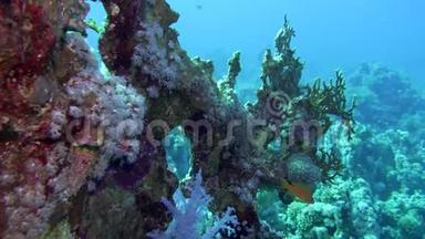 净火珊瑚米列波拉二色藻，阳光照耀在水面附近的彩色珊瑚上。
