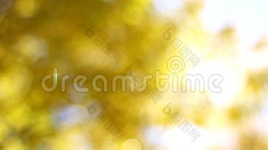 秋季毛榉树上的黄落叶
