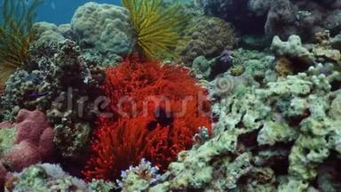 五颜六色的珊瑚和热带鱼。 珊瑚礁景观背景在深蓝色海洋中与鱼类和海洋生物。