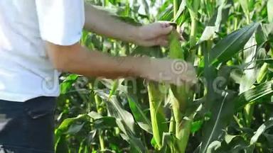 在收获季节之前，种植农业玉米的农民对幼粒玉米芯进行检查。