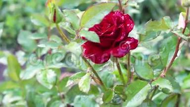 红玫瑰在花园里盛开