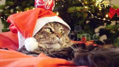 圣诞老人戴着圣诞帽，坐在一棵美丽的新年装饰树上的枕头上，滑稽的缅因州猫。 4k