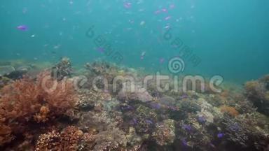 五颜六色的珊瑚和热带鱼。 珊瑚礁景观背景在深<strong>蓝色</strong>海洋中与鱼类和<strong>海洋生物</strong>。