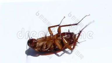 蟑螂吃了杀虫剂就会死。