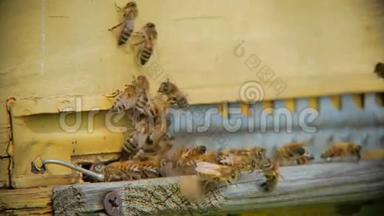 蜜蜂飞入蜂巢.