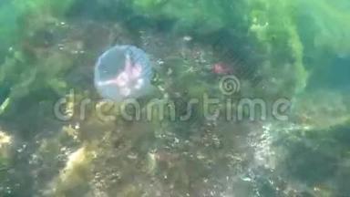水母在波罗的海游泳