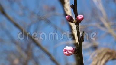 娇嫩的春花，野樱桃枝上的一棵樱桃.. 日本樱花的樱花。