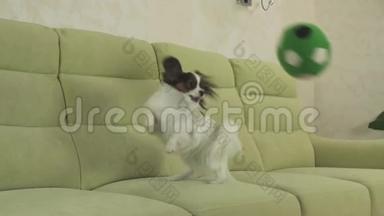 幼犬繁殖帕皮隆大陆玩具猎犬接住大球并播放慢镜头录像