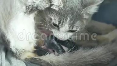 母亲蓬松的猫怀孕分娩和新生的小猫宝宝喝牛奶从他们的妈妈乳房。 猫出生了