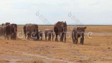 一大群非洲大象横渡安博塞利国家公园