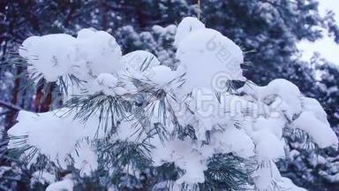 冬季森林背景上覆盖着白雪的<strong>松枝</strong>，<strong>特写</strong>