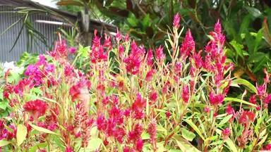 菊科植物花园中的<strong>红</strong>、粉<strong>红</strong>花或<strong>鸡冠花</strong>。