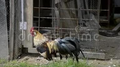 早晨，在传统的乡村谷仓上，一只只金公鸡正在<strong>鸣</strong>叫. 五颜六色的长尾凤凰公鸡乌鸦