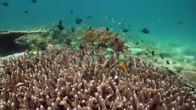 五颜六色的珊瑚和热带鱼。 深蓝色海洋中带鱼和海洋生物的珊瑚礁景观背景