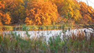 美丽的秋<strong>橙黄色</strong>的森林在湖岸