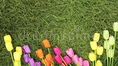 田野里的五颜六色的郁金香。 春季海报，有免费的文字空间，平躺，顶部视图. 情人节背景
