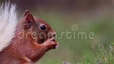 红松鼠，Sciurusvulgaris，在阳光明媚的<strong>七月</strong>，苏格兰的凯恩斯NP，在石楠地板<strong>上</strong>寻找和吃坚果。