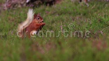 红松鼠，Sciurusvulgaris，在阳光明媚的七月，苏格兰的凯恩斯NP，在石楠地板上寻找和吃坚果。