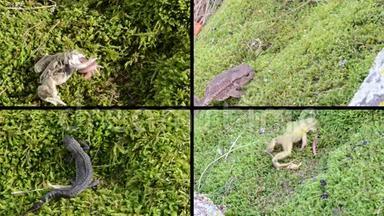 两栖蟾蜍，青蛙和苔藓上的Triton。 视频剪辑拼贴。
