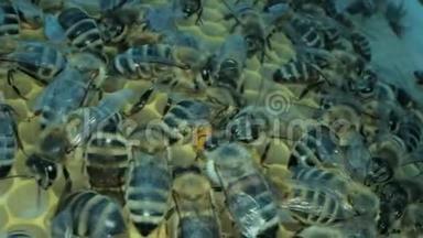 蜂房里忙碌的蜜蜂用开放和密封的细胞来获取甜蜜的蜂蜜