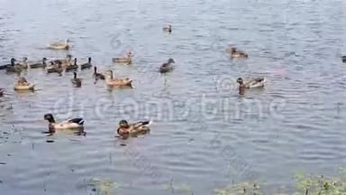 鸭子和小鸭子在池塘里游泳。