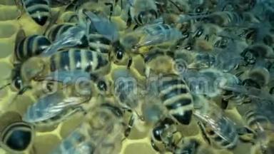 蜂房里忙碌的蜜蜂用开放和密封的细胞来获取甜蜜的蜂蜜