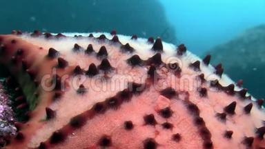 加拉帕戈斯海底的海星宏观视频特写。